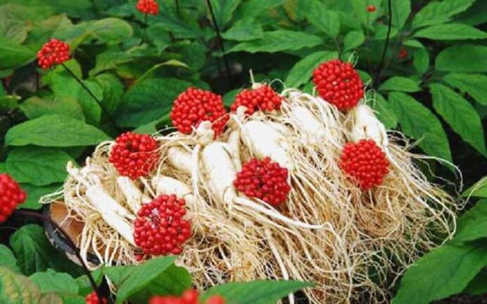 Ginseng root enhances male potency, which contributes to the growth of the head of the penis